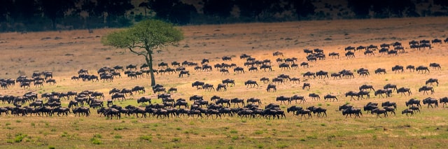 Klimaschutz Serengeti